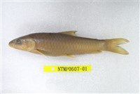 藏品(何氏棘魞)的圖片